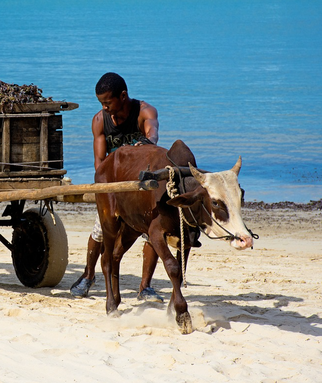 Un villageois sur la plage avec son chariot tiré par un zébu